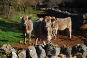 Clicca qui per vedere l'immagine in dettaglio